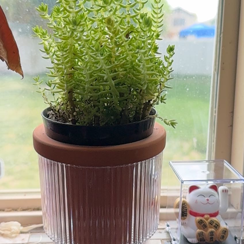 Photo of the plant species Mossy Stonecrop by @FitJellybeans82 named Bigleef Smalls on Greg, the plant care app
