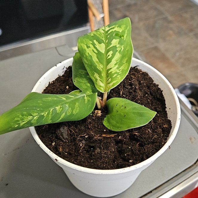 Photo of the plant species Aglaonema 'Maria' by @TriumphantGray named Maria on Greg, the plant care app