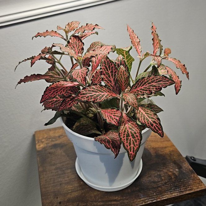 Photo of the plant species Red Anne Nerve Plant by @TriumphantGray named Plato on Greg, the plant care app