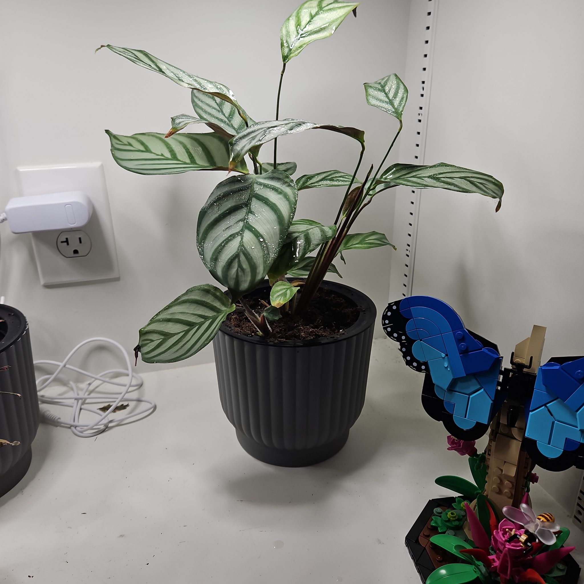 Photo of the plant species Calathea Silver (gray) Star by @TriumphantGray named Star on Greg, the plant care app