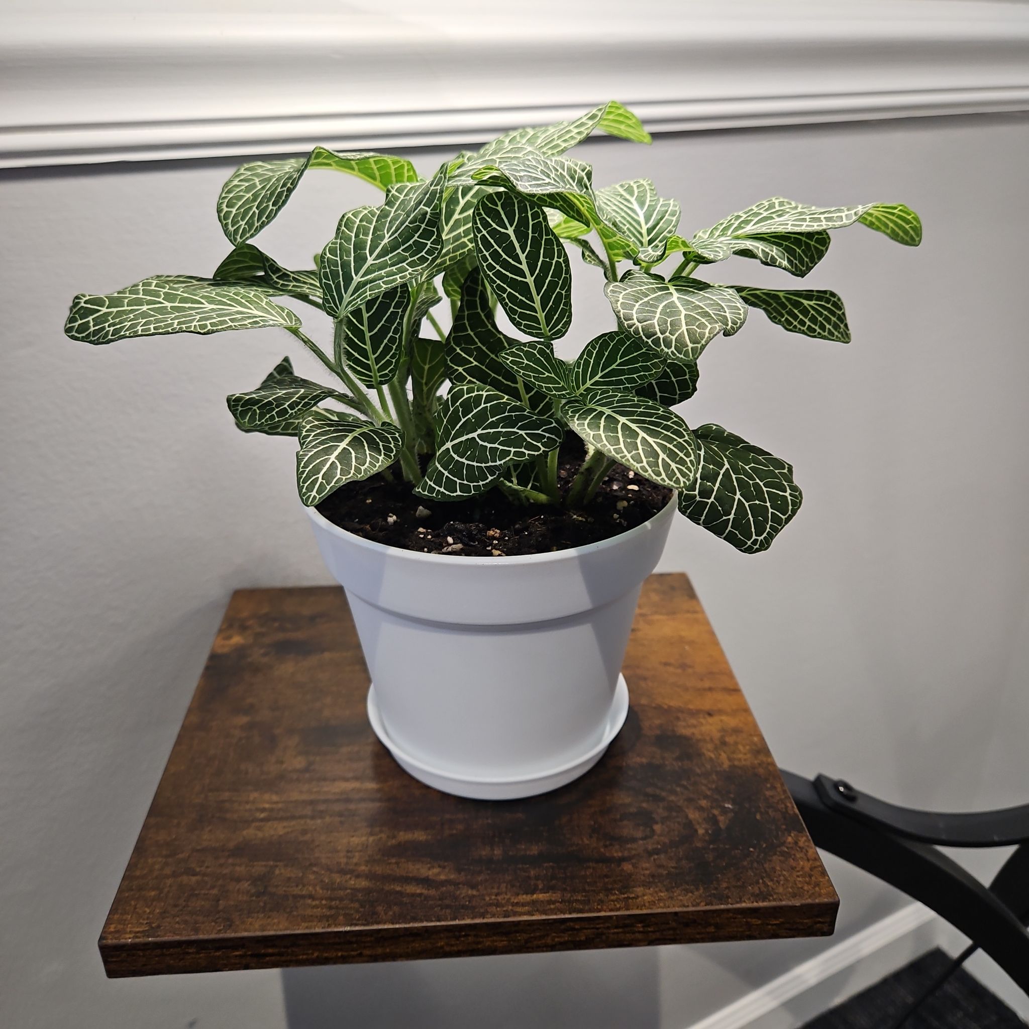 Photo of the plant species Superba Fittonia by @TriumphantGray named Keanu Leaves on Greg, the plant care app