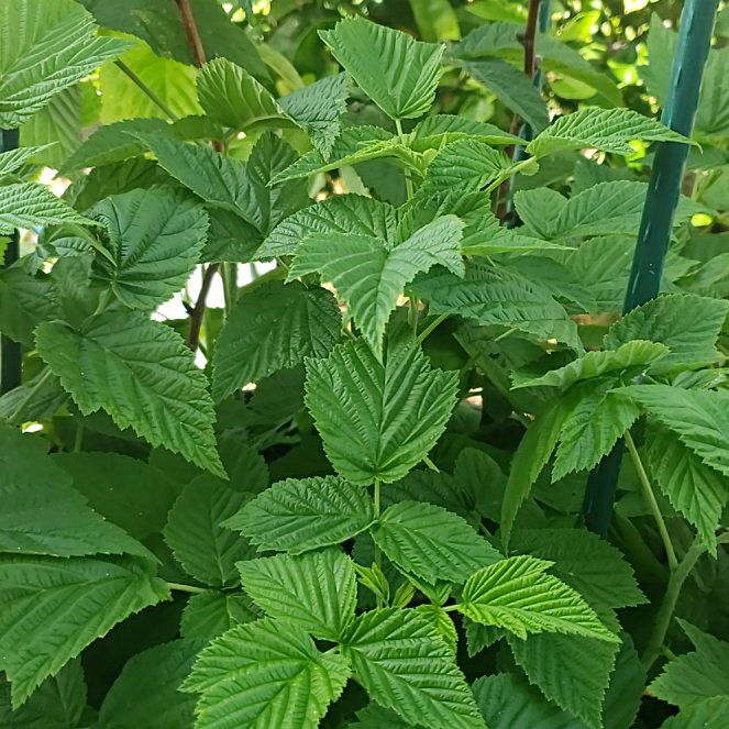 Photo of the plant species Golden Raspberry by @HeadPepper94 named James Dean on Greg, the plant care app