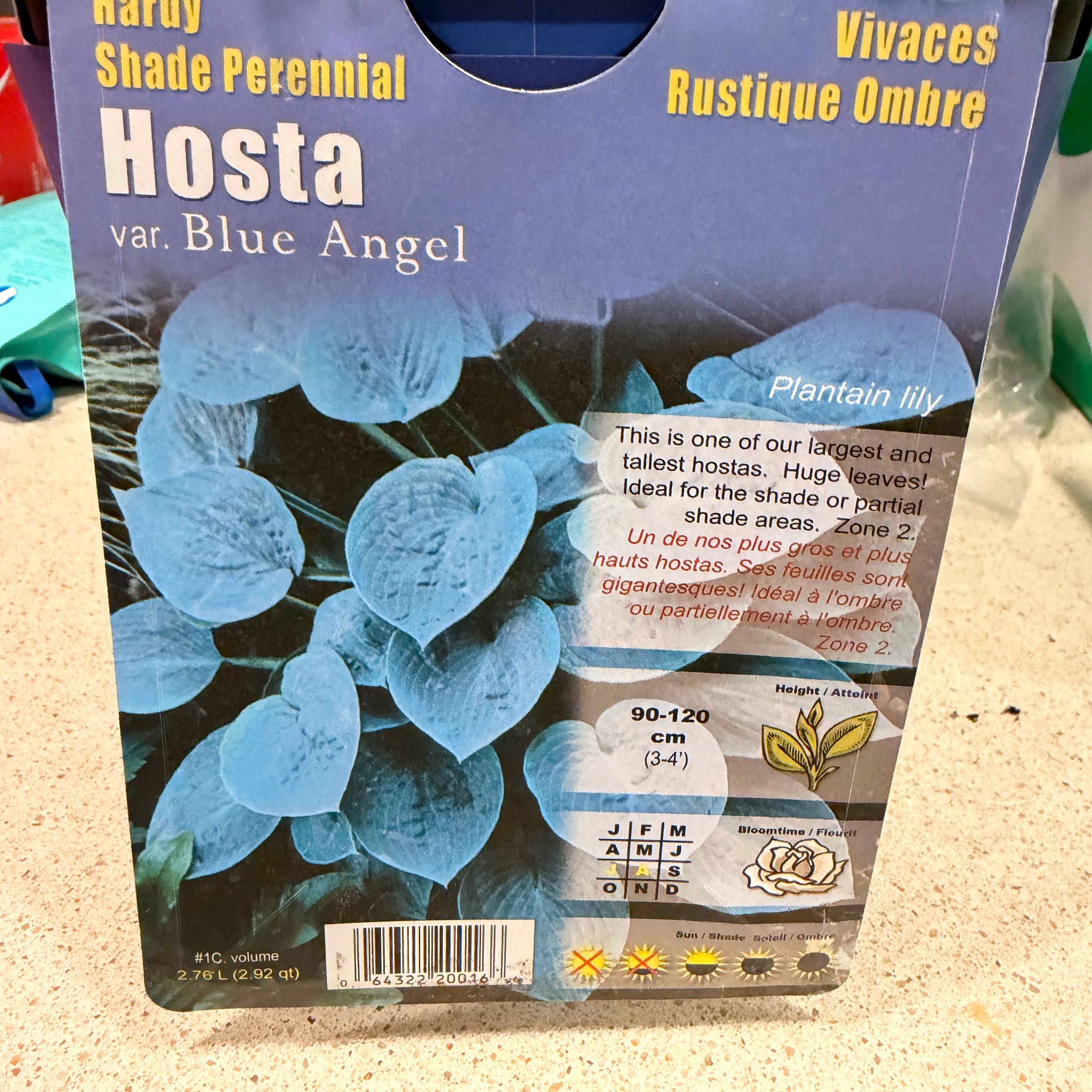 Photo of the plant species Blue Angel Plantain Lily by @UltraSpangletop named Sage on Greg, the plant care app