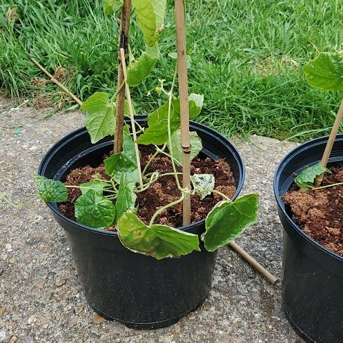 Photo of the plant species Cucamelon by @WiseCoralspot22 named Gobi on Greg, the plant care app
