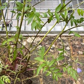 Photo of the plant species Spreading Jacob's Ladder by @AvidTreetobacco named ChloroPhil on Greg, the plant care app