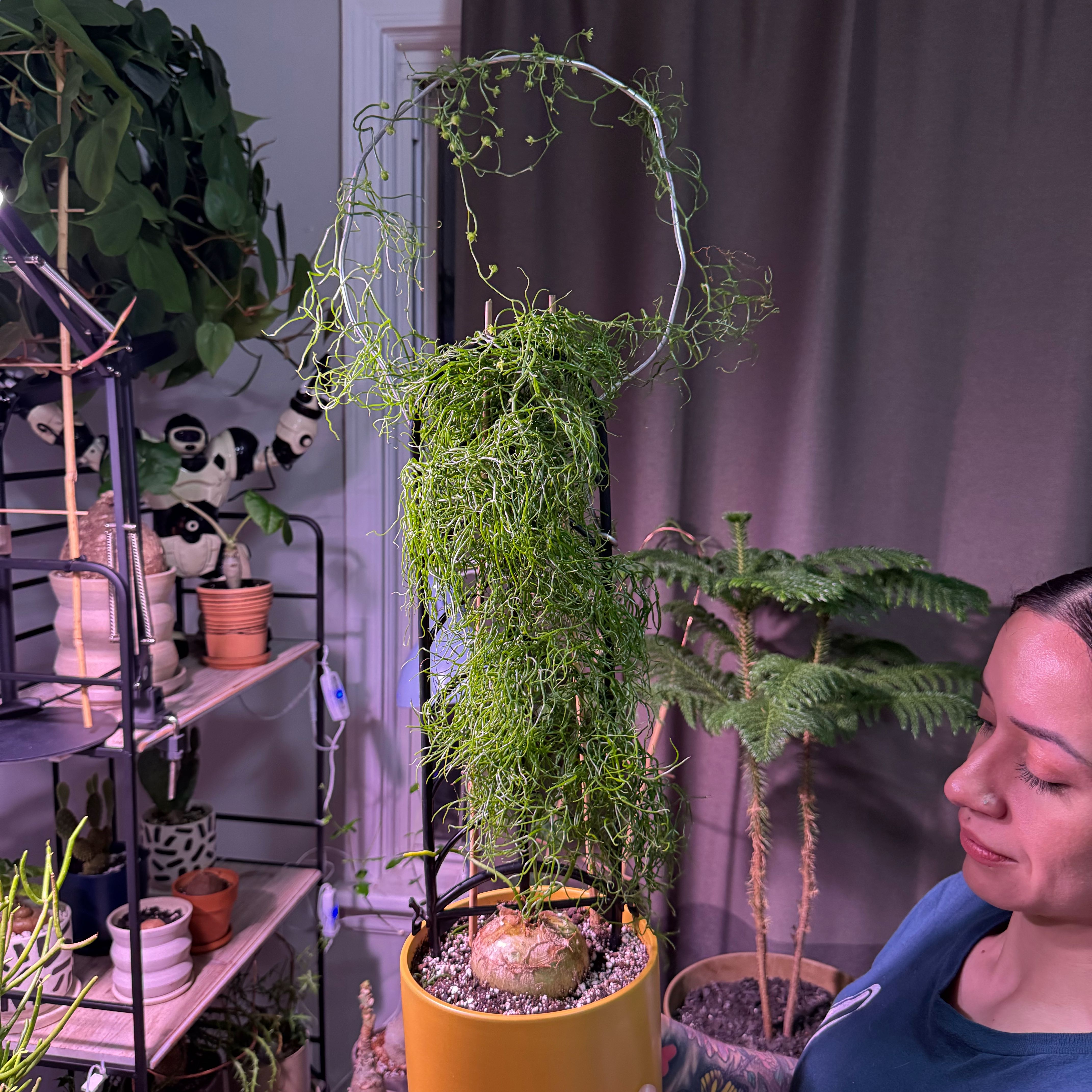 Photo of the plant species Climbing Onion by @SturdyOmnom20 named Doja Cat on Greg, the plant care app