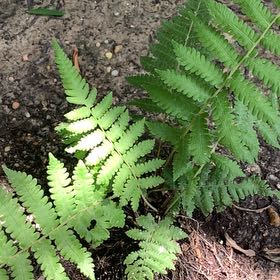 Photo of the plant species Cinnamon Fern by @SpotonWildtea18 named Terra on Greg, the plant care app