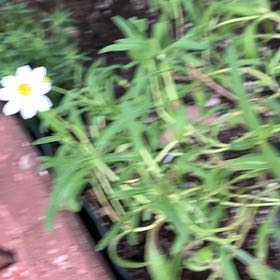 Photo of the plant species Plains Blackfoot by @SpotonWildtea18 named Elina on Greg, the plant care app
