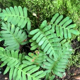 Photo of the plant species Rock Polypody by @SpotonWildtea18 named Miley on Greg, the plant care app