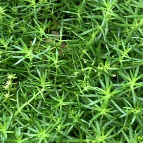 Photo of the plant species Swamp Stonecrop by @SpotonWildtea18 named Hamilton on Greg, the plant care app