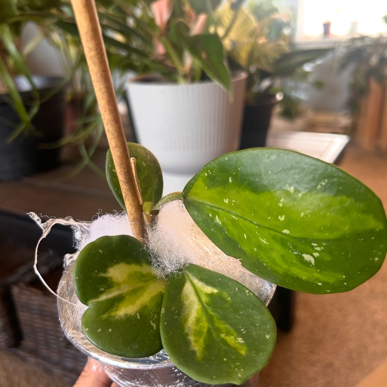 Photo of the plant species Hoya Obovata Variegated by @NewTipa34 named Sproutacus on Greg, the plant care app