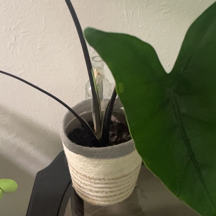 Photo of the plant species Alocasia 'Mythic Blackout' by @Abblebabble named Wednesday on Greg, the plant care app