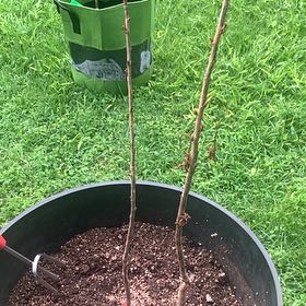 Plant care for Japanese Juniper Bonsi on Greg, the plant care app