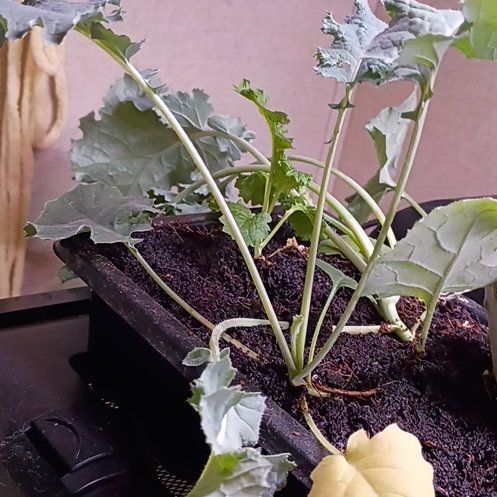Photo of the plant species Mustard by @WillOmnom48 named Aria on Greg, the plant care app