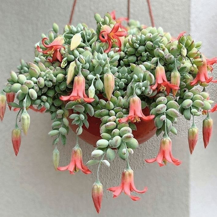 Photo of the plant species Succulent by @WillOmnom48 named Rihanna on Greg, the plant care app
