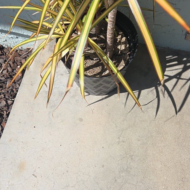 Photo of the plant species Madagascar Dragon Tree by @IconCat44 named LiloStitch on Greg, the plant care app