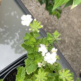 Photo of the plant species Garden Verbena by @AbleBluesedge named Clooney on Greg, the plant care app