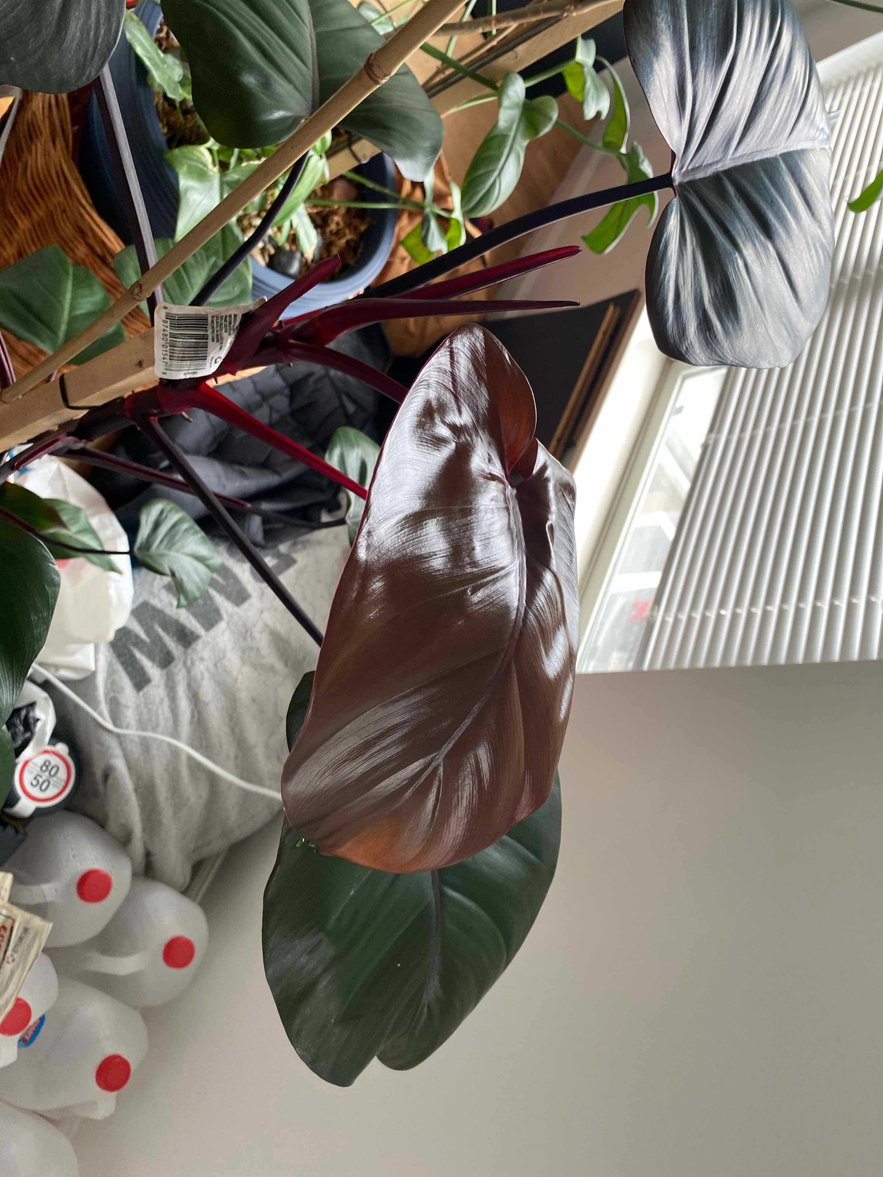 Philodendron Dark Lord plant with dark, glossy leaves in a well-lit room.