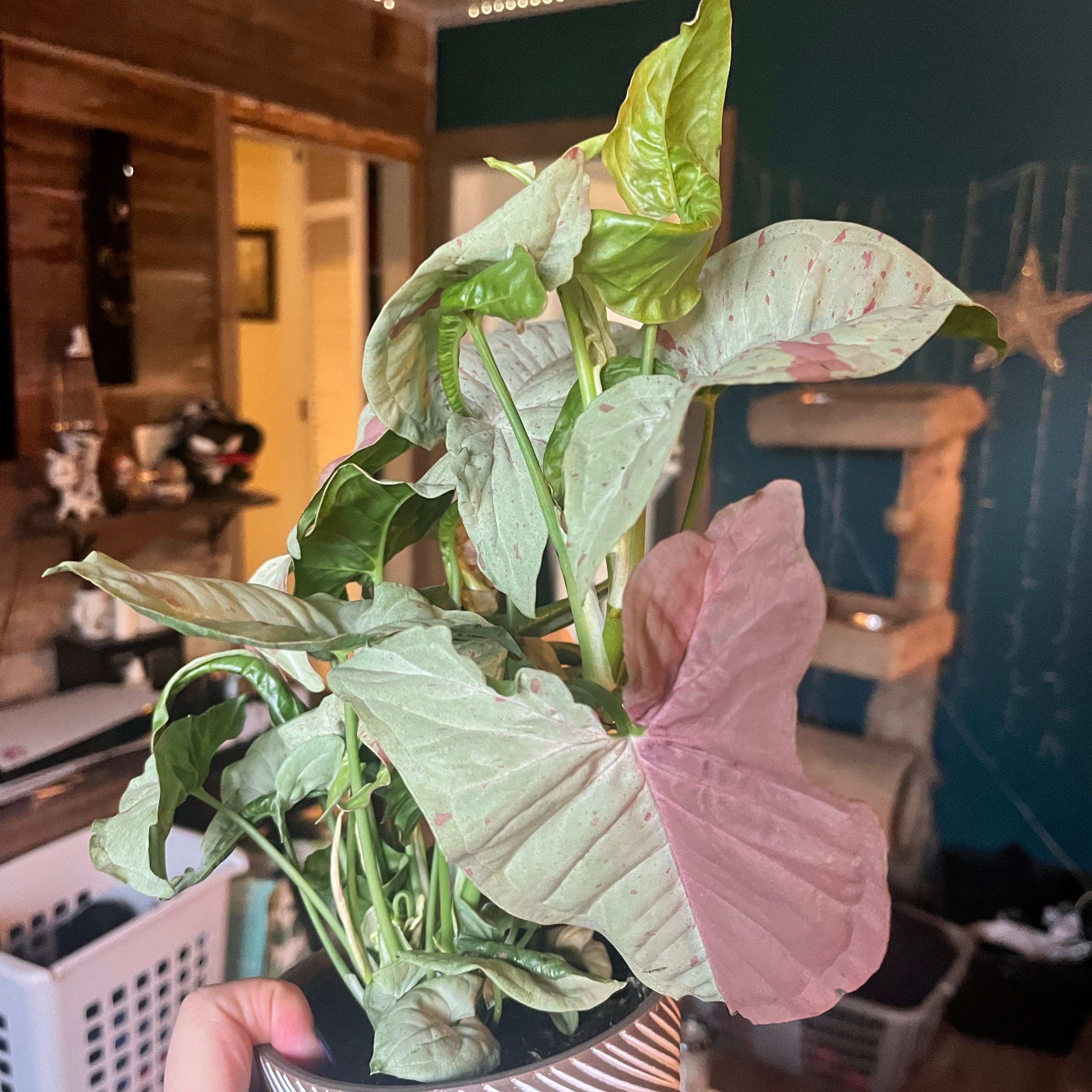 Photo of the plant species Syngonium 'Pink Spot' by @SwampWitch named Pink Harley on Greg, the plant care app