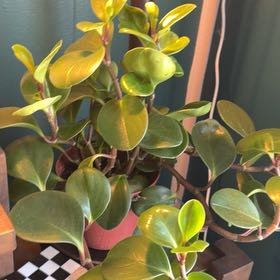 Photo of the plant species New Zealand Broadleaf by @SwampWitch named Peppi on Greg, the plant care app