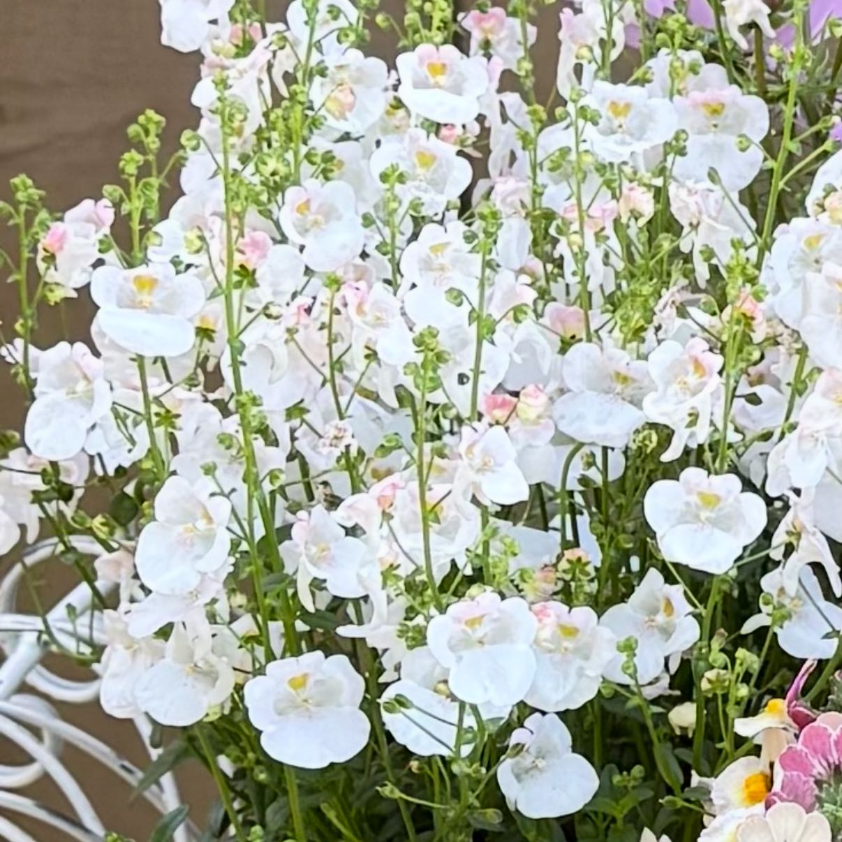 Photo of the plant species Diascia 'Juliet White' by @AbundantBeech34 named Juliet on Greg, the plant care app