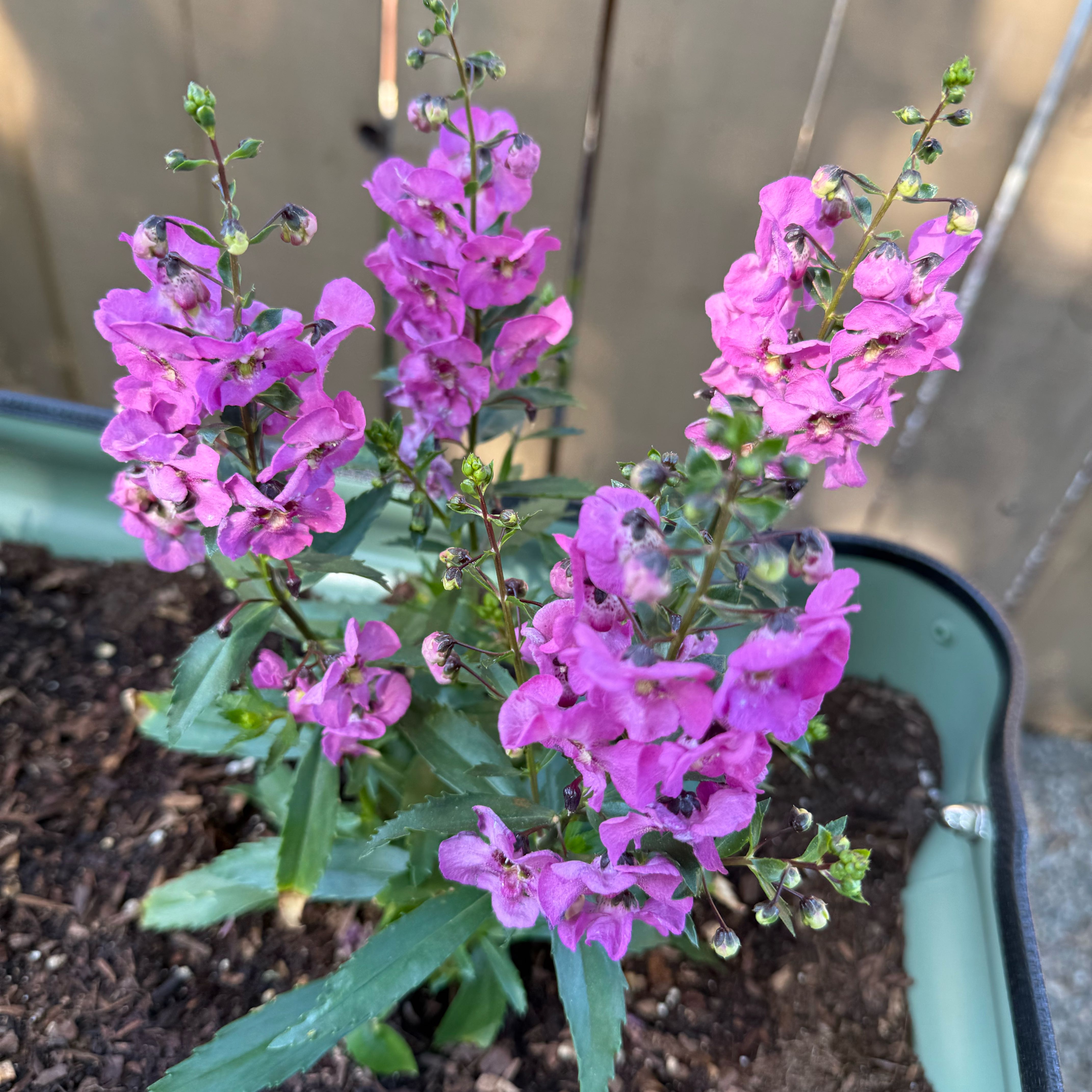 Photo of the plant species Archangel Angelonia by @AbundantBeech34 named Spike Leaves on Greg, the plant care app