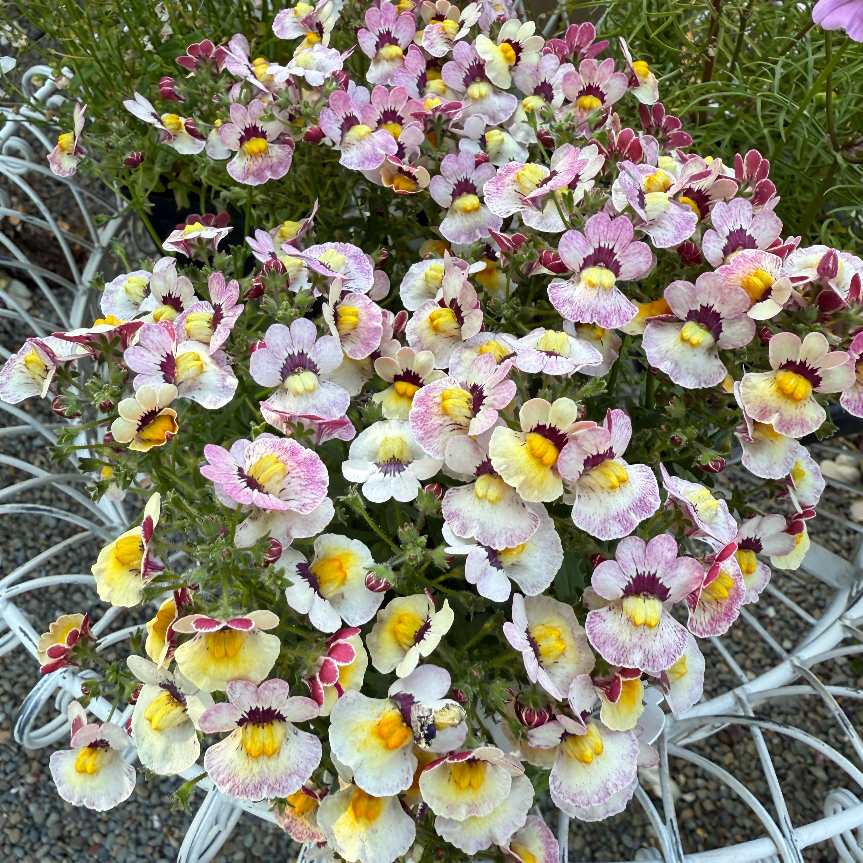 Photo of the plant species Nemesia 'Nesia Bananaberry' by @AbundantBeech34 named Sonora on Greg, the plant care app