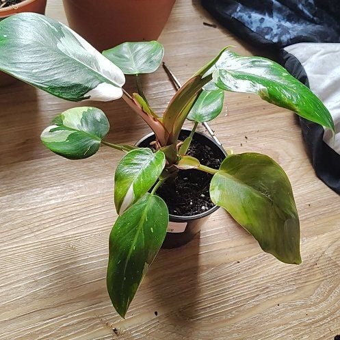 Consuela banana hammock