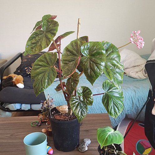 Photo of the plant species Begonia by @PrimalKonjac45 named Willow on Greg, the plant care app