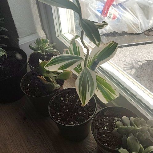 Photo of the plant species Variegated Spiral Ginger by @PrimalKonjac45 named Ginger on Greg, the plant care app