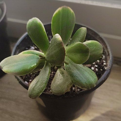 Photo of the plant species 'Lemon & Lime' Jade Plant by @PrimalKonjac45 named Lemmi on Greg, the plant care app