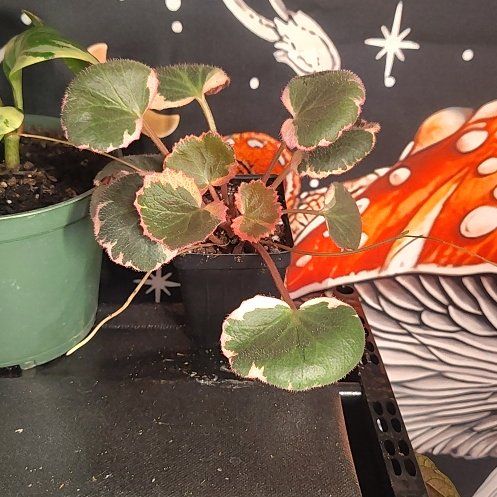 Photo of the plant species strawberry begonia varigated by @PrimalKonjac45 named Bobble on Greg, the plant care app