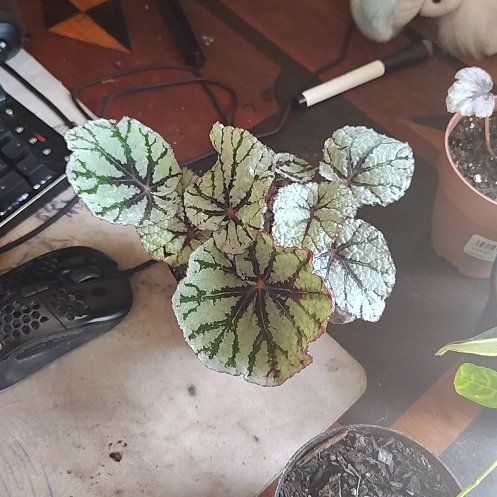 Photo of the plant species Rex Begonia 'Fedor' by @PrimalKonjac45 named Noodeln on Greg, the plant care app
