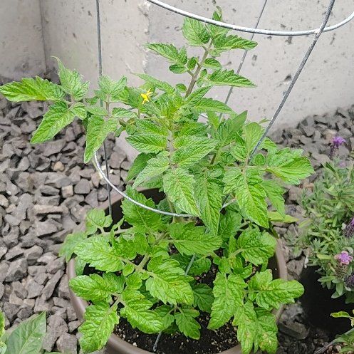 Photo of the plant species Husky Cherry Red Tomato by @PrimalKonjac45 named Morgan Treeman on Greg, the plant care app