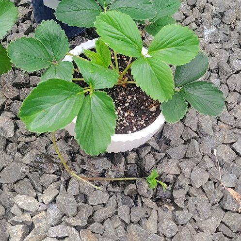 Photo of the plant species Hawaiian Strawberry by @PrimalKonjac45 named Marley on Greg, the plant care app