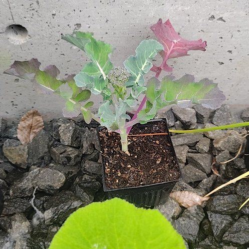 Photo of the plant species Broccoli 'Green Magic' by @PrimalKonjac45 named Remington on Greg, the plant care app