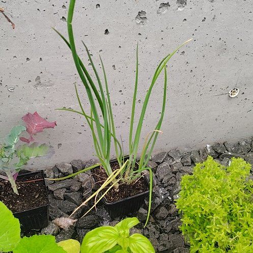 Photo of the plant species Walla Walla Onion by @PrimalKonjac45 named Beyonce on Greg, the plant care app