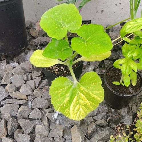 Photo of the plant species Sunburst Squash by @PrimalKonjac45 named Delilah on Greg, the plant care app