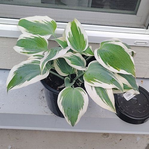 Photo of the plant species Variegated Hosta by @PrimalKonjac45 named Asta on Greg, the plant care app
