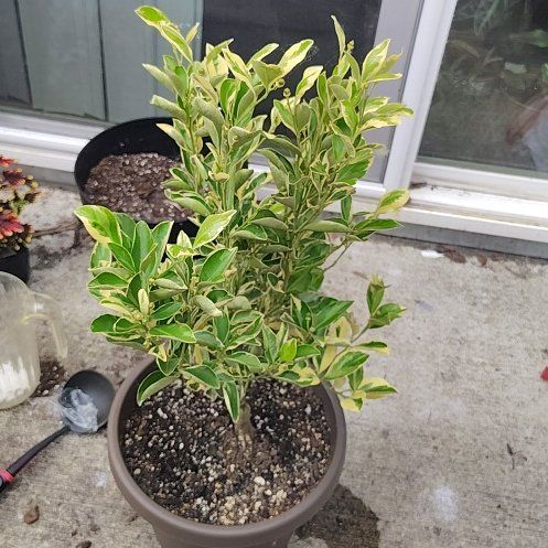 Photo of the plant species Variegated Calamondin Tree by @PrimalKonjac45 named Messi on Greg, the plant care app