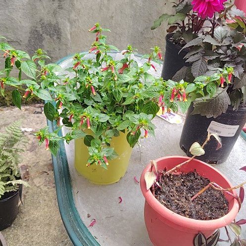 Photo of the plant species Cuphea by @PrimalKonjac45 named Wall-E on Greg, the plant care app