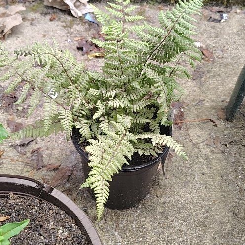 Plant care for Athyrium schizochlamys on Greg, the plant care app