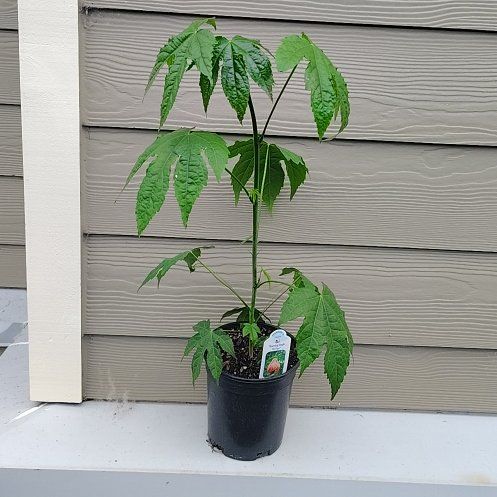 Photo of the plant species Chinese Red Flowering Maple by @PrimalKonjac45 named Xena on Greg, the plant care app