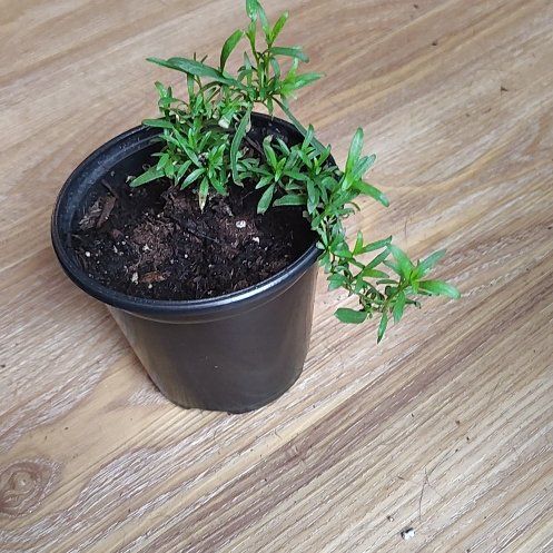 Photo of the plant species French Tarragon by @PrimalKonjac45 named Emerson on Greg, the plant care app