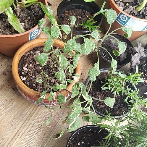 Photo of the plant species Tricolor Sage by @PrimalKonjac45 named Kardashian on Greg, the plant care app
