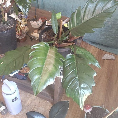 Photo of the plant species philodendron chocolate empress by @PrimalKonjac45 named Austen on Greg, the plant care app