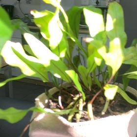 Photo of the plant species Kangaroo Paw Fern by @MatchlessGray21 named Diana on Greg, the plant care app