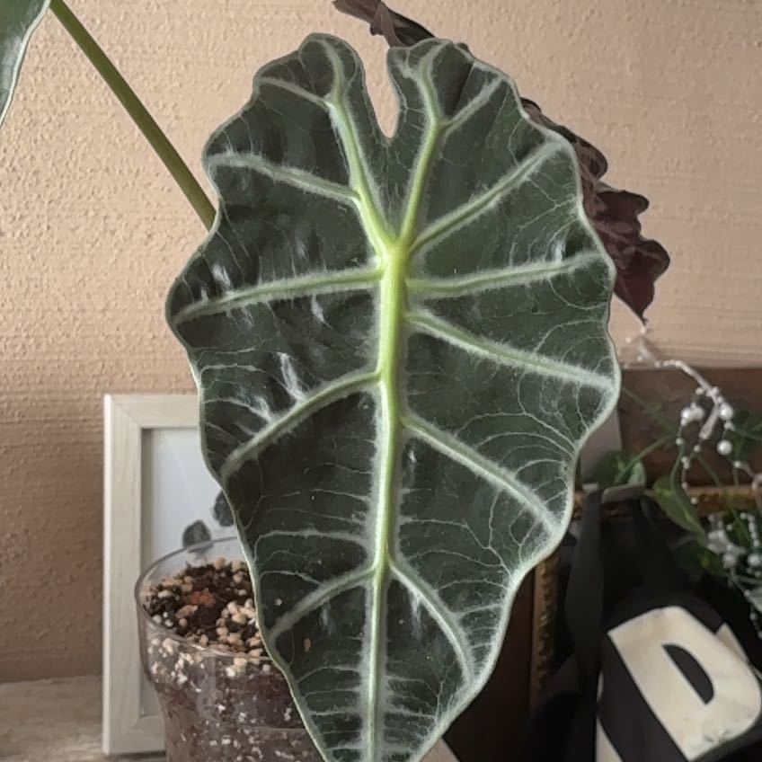 Photo of the plant species Alocasoia Amazonica 'Polly' by @Seraphina named Kesha on Greg, the plant care app