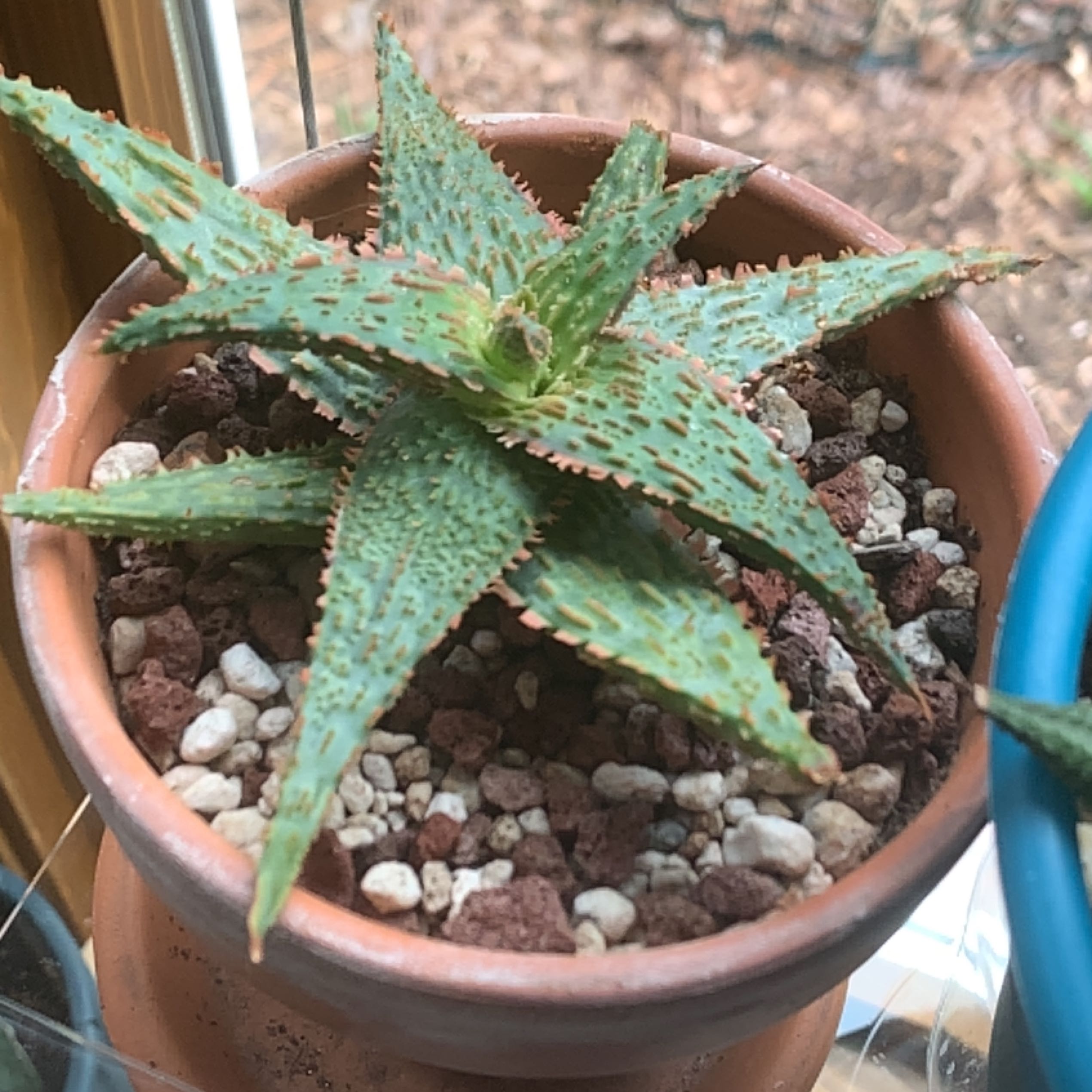 Broad-Leaved Aloe plant in a terracotta pot with visible soil and some brown spots on leaves.