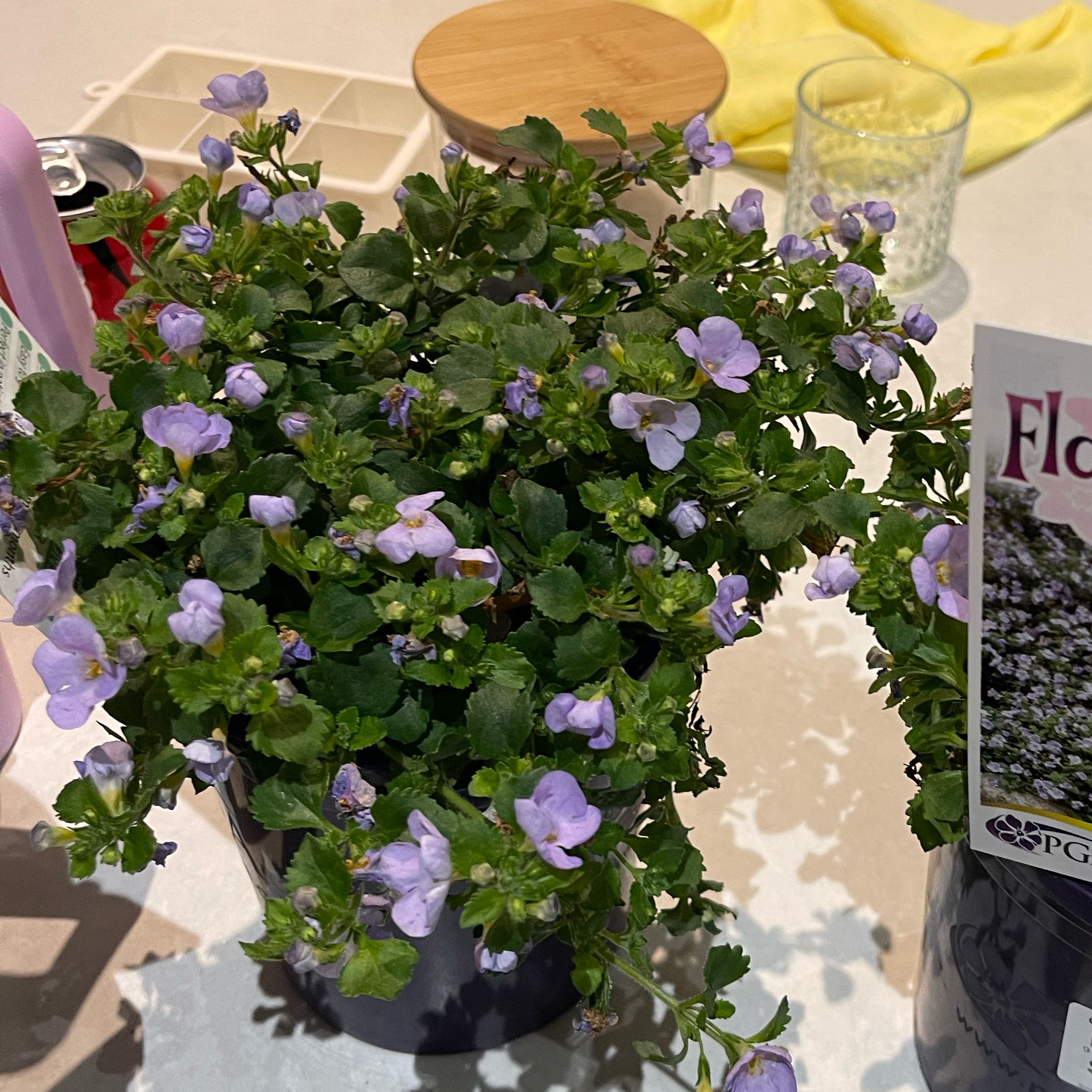 Photo of the plant species bacopa by @NurseBrushbox86 named Rihanna on Greg, the plant care app